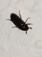 Dermestes