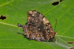 Hypna clytemnestra