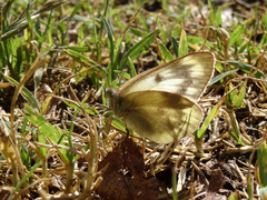 Colias vauthierii
