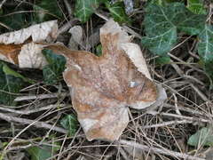 Acer pseudoplatanus