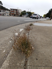 Wahlenbergia marginata