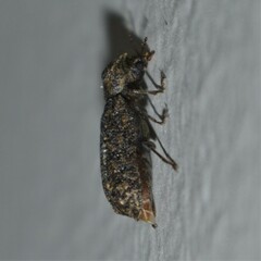 Lichenophanes bicornis