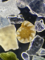 Peneroplis pertusus