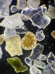 Peneroplis pertusus