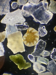 Peneroplis pertusus