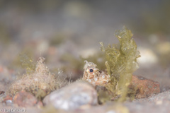 Amphioctopus
