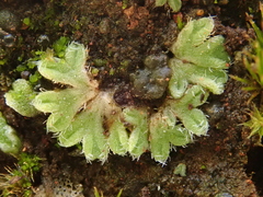 Riccia crozalsii image