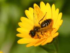 Andrena