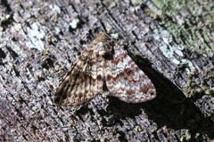 Coenipeta aniloba