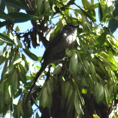 Leptasthenura aegithaloides