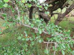 Commiphora glandulosa