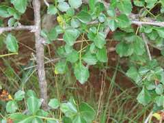 Commiphora glandulosa