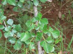 Commiphora glandulosa