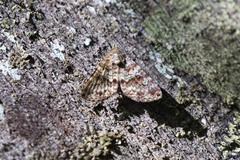 Coenipeta aniloba