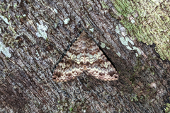 Coenipeta aniloba
