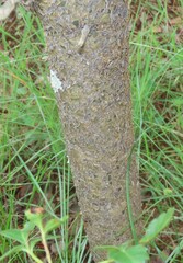 Commiphora glandulosa