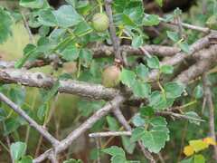 Commiphora glandulosa