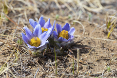 Pulsatilla turczaninovii