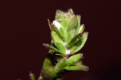 Hygrophila polysperma