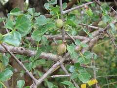 Commiphora glandulosa