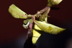 Hygrophila polysperma