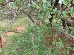 Commiphora glandulosa