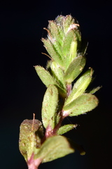 Hygrophila polysperma
