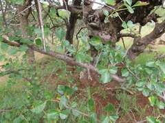 Commiphora glandulosa