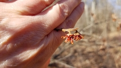 Hamamelis vernalis