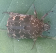 Protaetia fusca
