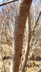 Hamamelis vernalis