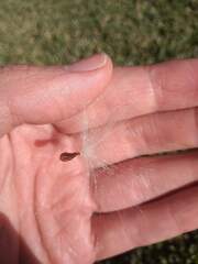 Asclepias curassavica