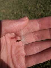 Asclepias curassavica