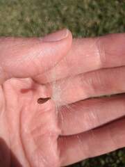 Asclepias curassavica