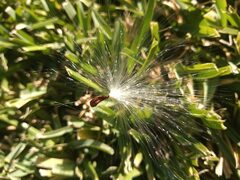 Asclepias curassavica
