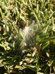 Asclepias curassavica