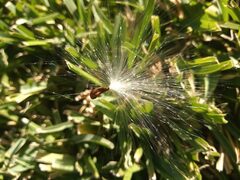 Asclepias curassavica