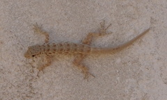 Pristurus