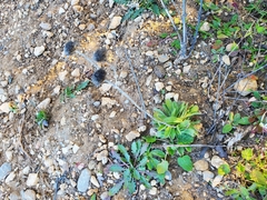 Pallenis spinosa spinosa
