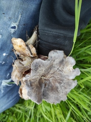 Lyophyllum littorale