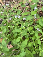 Trichostema nesophilum