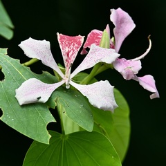 Bauhinia monandra