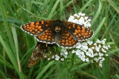 Melitaea parthenoides
