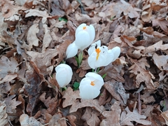 Crocus vernus