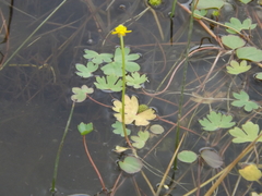Ranunculus radicans