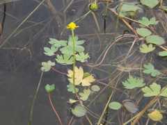 Ranunculus radicans