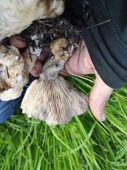 Lyophyllum littorale