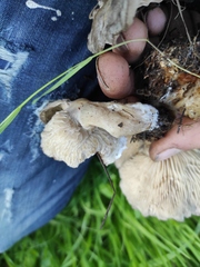 Lyophyllum littorale