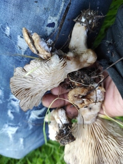 Lyophyllum littorale