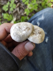 Lyophyllum littorale